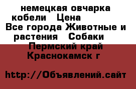 немецкая овчарка кобели › Цена ­ 25 000 - Все города Животные и растения » Собаки   . Пермский край,Краснокамск г.